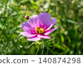 A bee collecting pollen and a cosmos flower. 140874298