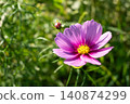 Pink cosmos flowers blooming in an autumn flower field 140874299