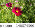 Close-up of purple-red cosmos 140874300