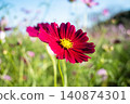 Reddish-purple cosmos flowers blooming in an autumn flower field. 140874301