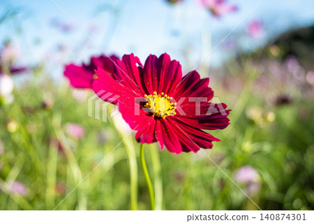 Reddish-purple cosmos flowers blooming in an autumn flower field. Reddish-purple cosmos flowers blooming in an autumn flower field. 140874301