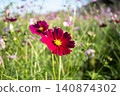 Deeply colored cosmos flowers blooming in an autumn flower field 140874302