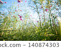 Autumn sky and a natural landscape of blooming cosmos flowers 140874303