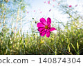 A clear sky and a field of cosmos flowers 140874304