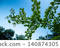 A clear sky and green ginkgo leaves 140874305