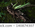 A natural background with moss and small leaves. 140874307