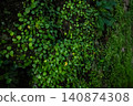 Natural texture of moss and small leaves 140874308