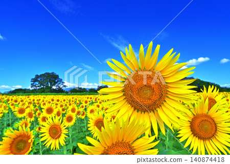 Sunflowers blooming towards the blue sky Sunflowers blooming towards the blue sky 140874418