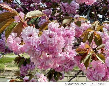 Cherry blossom trees in the Takamatsu area of Yuzawa City Cherry blossom trees in the Takamatsu area of Yuzawa City 140874465