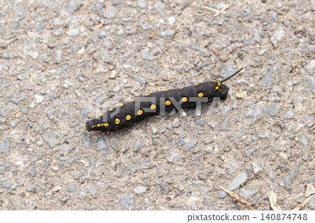 A hawk moth larva walking on the street 140874748