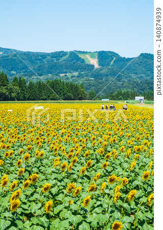 Tsunan sunflower open space Tsunan sunflower open space 140874939