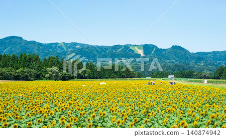Tsunan sunflower open space Tsunan sunflower open space 140874942