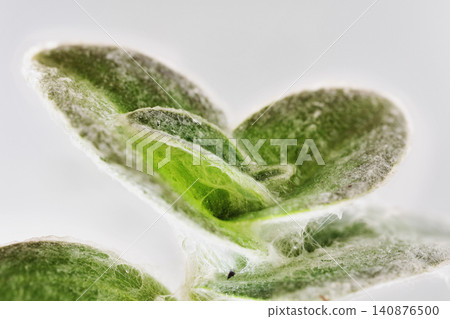 Detail of tradescantia plant Detail of tradescantia plant 140876500