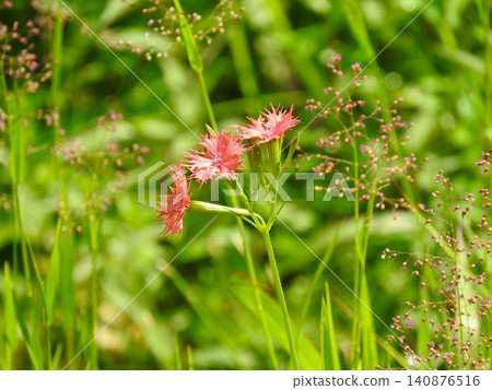 ``Ogura Sennou'' (Ogura Senno) with red flowers that look like they were torn apart in summer ``Ogura Sennou'' (Ogura Senno) with red flowers that look like they were torn apart in summer 140876516