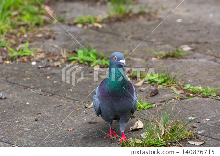 鴿子是野生鳥類，它們不怕人類。 140876715