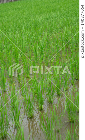 Fresh, vibrant green rice plants growing in a rice paddy during the rainy season (Funaki, Niihama City, Ehime Prefecture) Fresh, vibrant green rice plants growing in a rice paddy during the rainy season (Funaki, Niihama City, Ehime Prefecture) 140877054