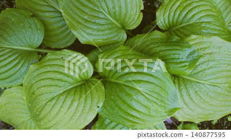 A close-up of the lush green leaves of a hosta. The textured surface with distinct veins is densely covered with small drops of dew or rain, creating the feeling of freshness on a damp summer morning. A close-up of the lush green leaves of a hosta. The textured surface with distinct veins is densely covered with small drops of dew or rain, creating the feeling of freshness on a damp summer morning. 140877595