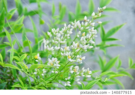 Southern white flowers Southern white flowers 140877915