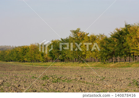 Row of trees beside a plowed field Row of trees beside a plowed field 140878416