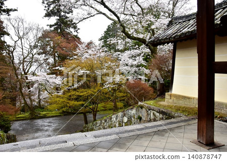 京都市山科區的毗沙門堂藥井門、鬱鬱蔥蔥的綠植和櫻花。 京都市山科區的毗沙門堂藥井門、鬱鬱蔥蔥的綠植和櫻花。 140878747