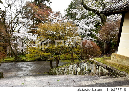 京都市山科區的毗沙門堂藥井門、鬱鬱蔥蔥的綠植和櫻花。 京都市山科區的毗沙門堂藥井門、鬱鬱蔥蔥的綠植和櫻花。 140878748