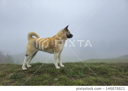 The dog in the image looks like a representative of the American Akita breed, The dog in the image looks like a representative of the American Akita breed, 140878821