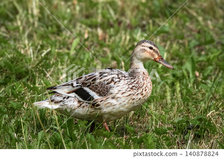 A female mallard (Anas platyrhynchos) is represented. A female mallard (Anas platyrhynchos) is represented. 140878824