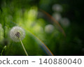 Dandelion Close Up Bokeh Lens Flare Nature Photo 140880040