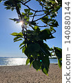 Leaves illuminated by the summer sun Leaves illuminated by the summer sun 140880144
