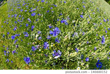 corn flowers in an oats field corn flowers in an oats field 140880152