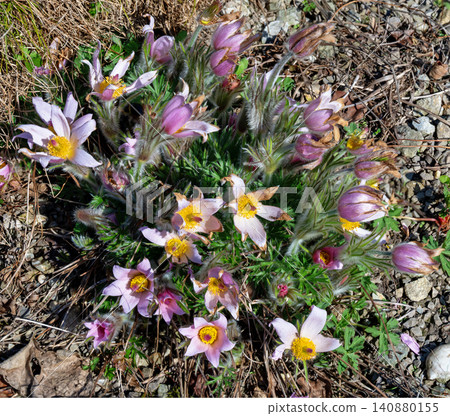 spring plant "European pasqueflower" spring plant "European pasqueflower" 140880155