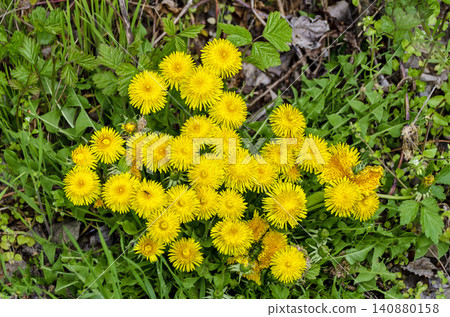 Dandelion Dandelion 140880158