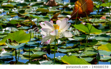 lotos plant in a pond lotos plant in a pond 140880159