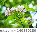 Taniugi的花 140880180