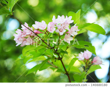 Taniugi's flower Taniugi's flower 140880180