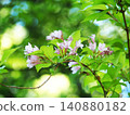 Taniugi的花 140880182