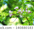 Taniugi的花 140880183