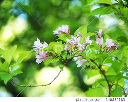 Taniugi's flower Taniugi's flower 140880183