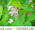 Taniugi的花 140880186