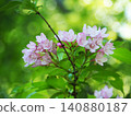 Taniugi的花 140880187