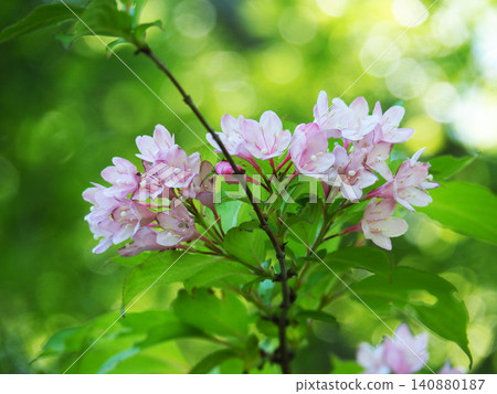 Taniugi's flower Taniugi's flower 140880187