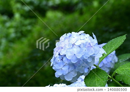 藍色繡球花 藍色繡球花 140880300