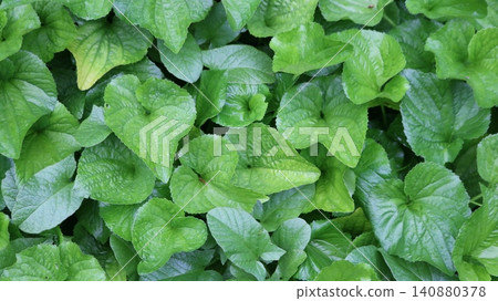 The green background of the heart-shaped leaves of the garden violet. The rich greenery with its distinct veining and soft curves creates a textured natural pattern filled with spring freshness. The green background of the heart-shaped leaves of the garden violet. The rich greenery with its distinct veining and soft curves creates a textured natural pattern filled with spring freshness. 140880378