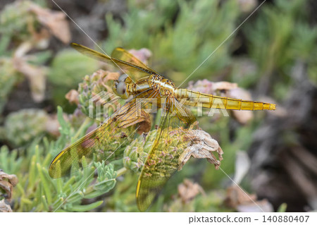 A golden dragonfly? A scarlet damselfly? A golden dragonfly? A scarlet damselfly? 140880407