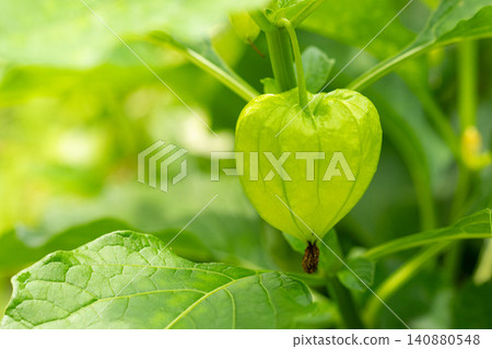 Close-up of young Chinese lantern fruit Close-up of young Chinese lantern fruit 140880548