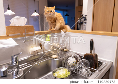 A tabby cat in the kitchen 140880578