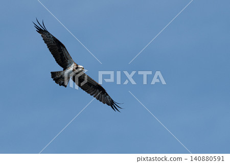 Flying Flying Osprey Flying Flying Osprey 140880591