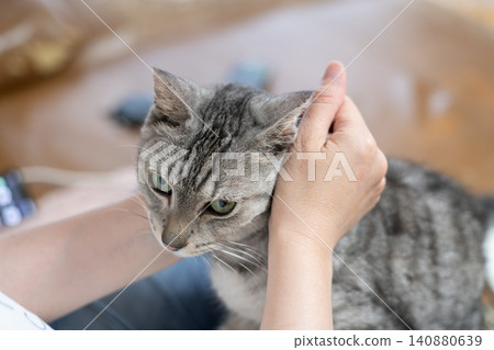 Owner petting a cat, tabby cat 140880639