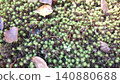 苔蘚覆蓋地面 140880688