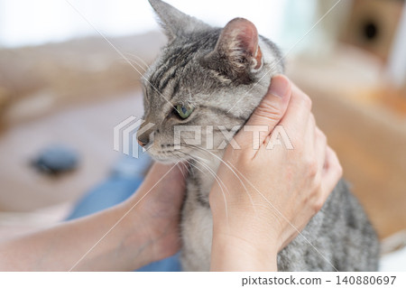 Owner petting a cat, tabby cat Owner petting a cat, tabby cat 140880697